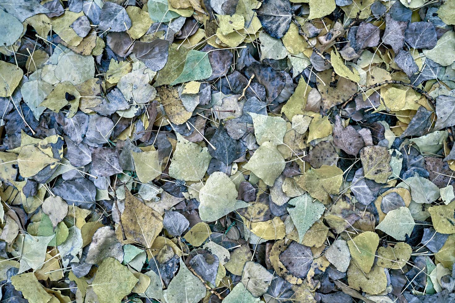 texture des feuilles sèches d'automne tombées. photo