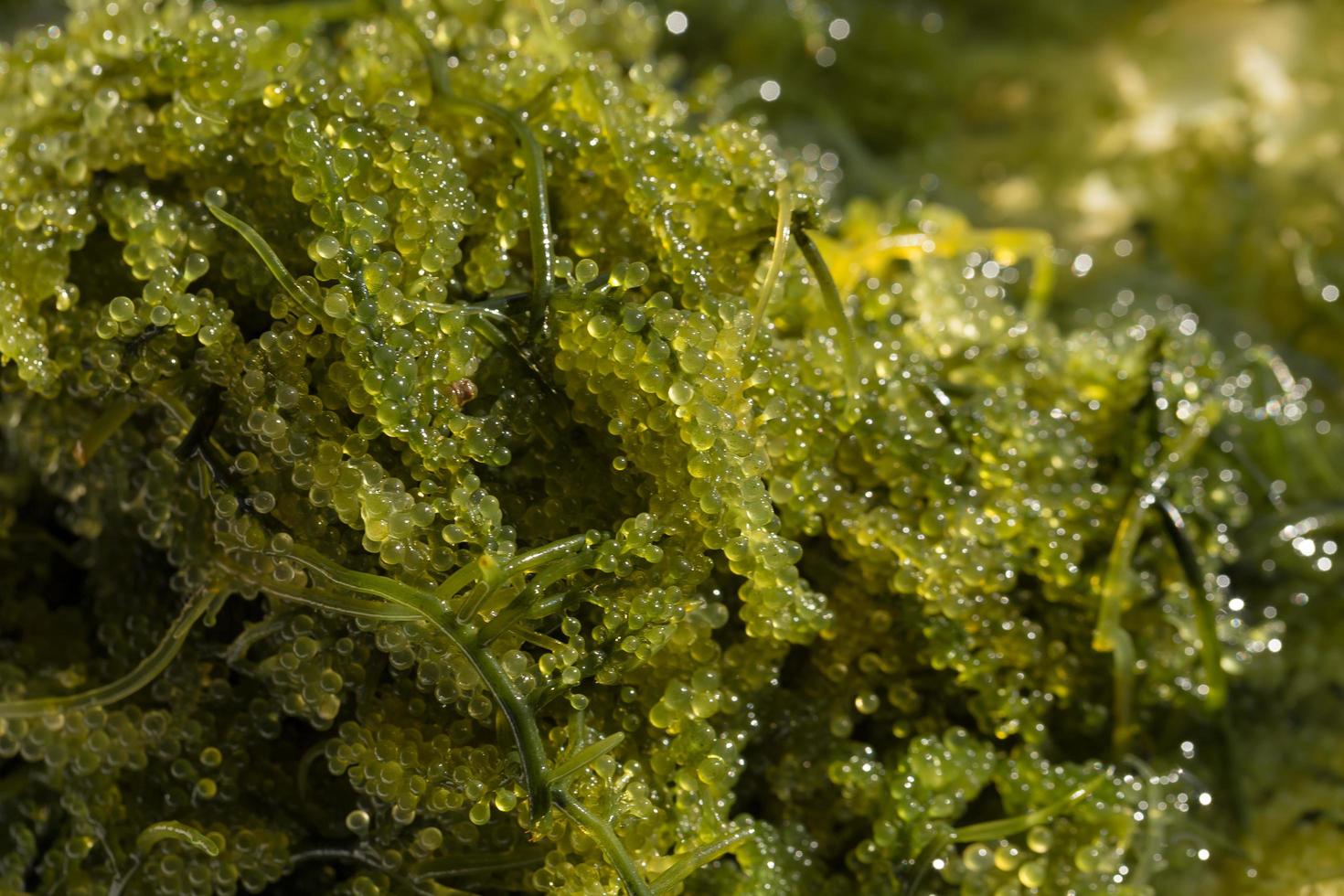 raisins de mer vert caviar algues santé photo