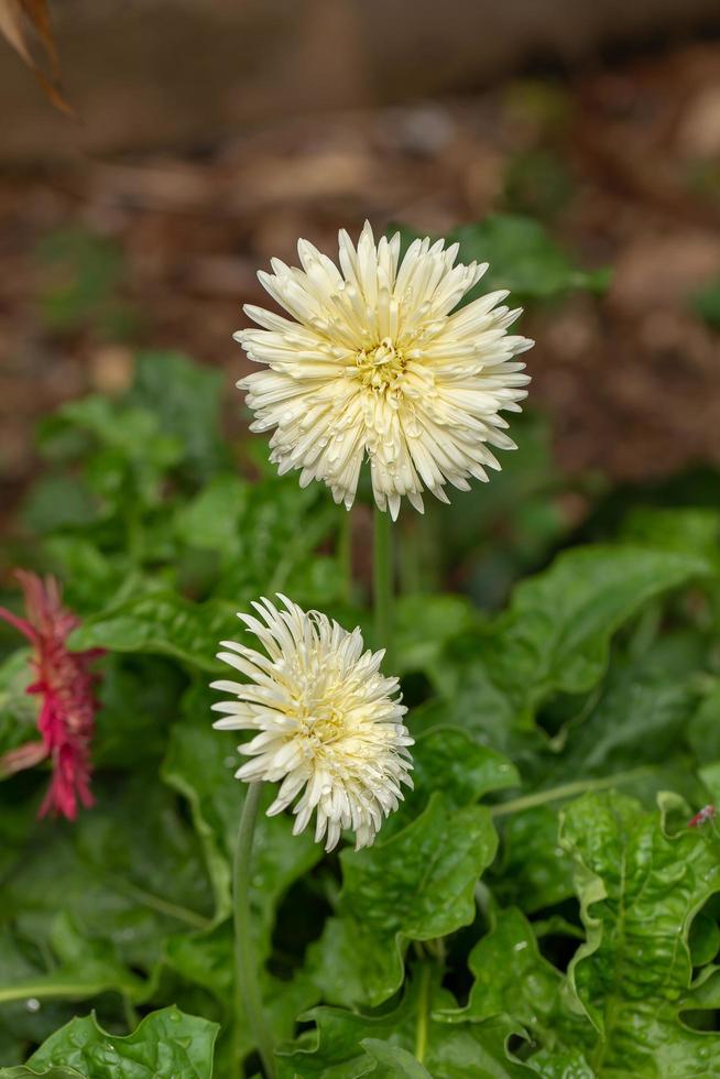 marguerite barberton, fleur de marguerite gerbera dans le jardin fleuri. photo