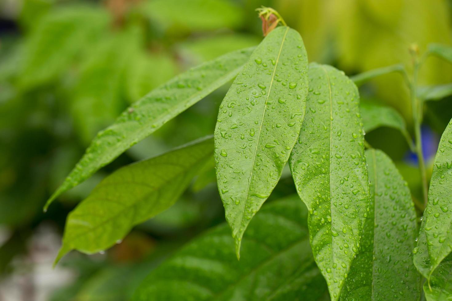 cacaoyer à feuilles vertes avec des gouttes d'eau pour le fond photo