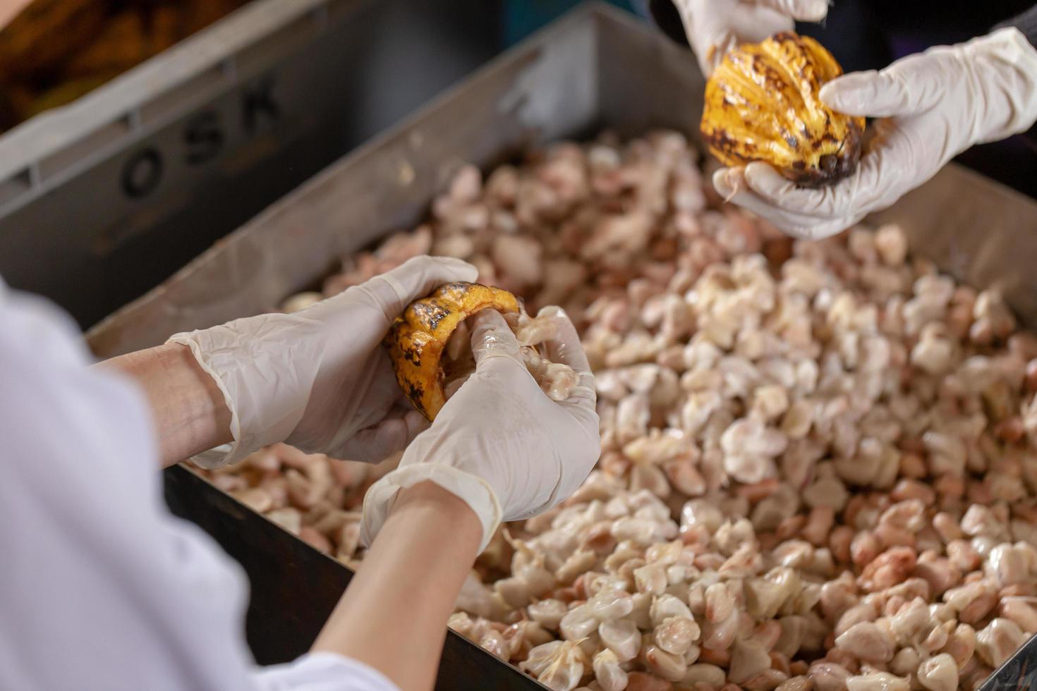 femme tenant un fruit de cacao mûr avec des haricots à l'intérieur et sortir les graines de la gaine photo