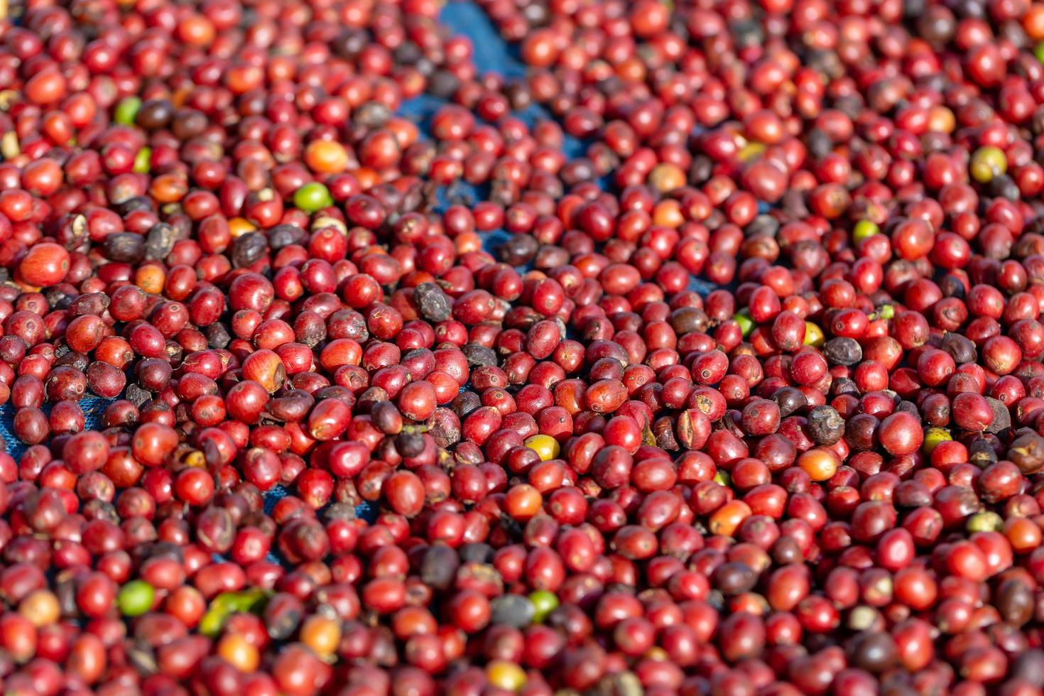 grains de café rouge arabica frais baies et processus de séchage photo