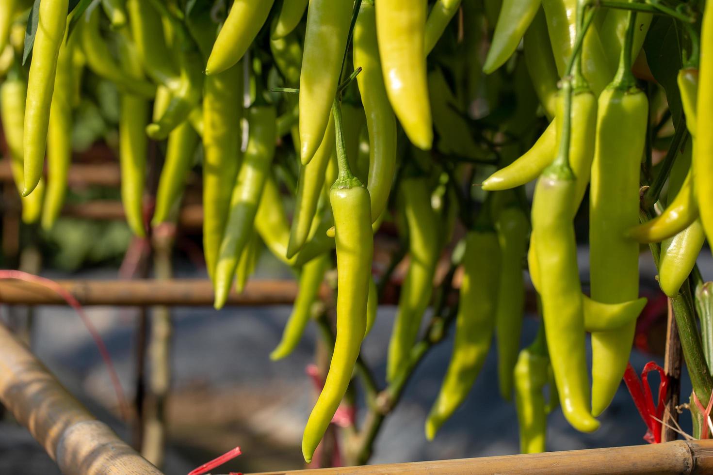 piment vert mûr sur un arbre, les piments verts poussent dans le jardin photo