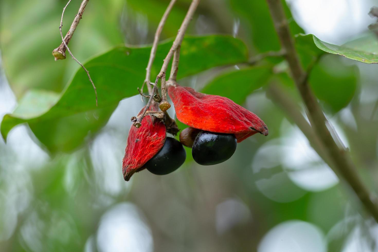 sterculia monosperma, châtaignier thaï, châtaigne rouge sur arbre photo