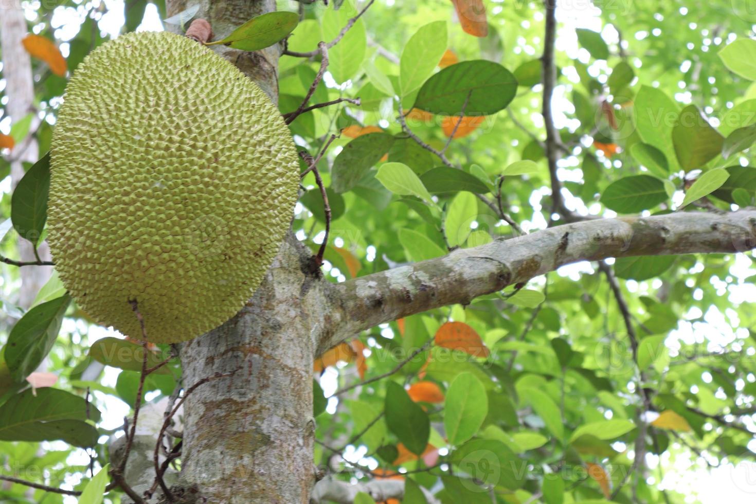 stock de jacquier sur arbre dans la ferme photo