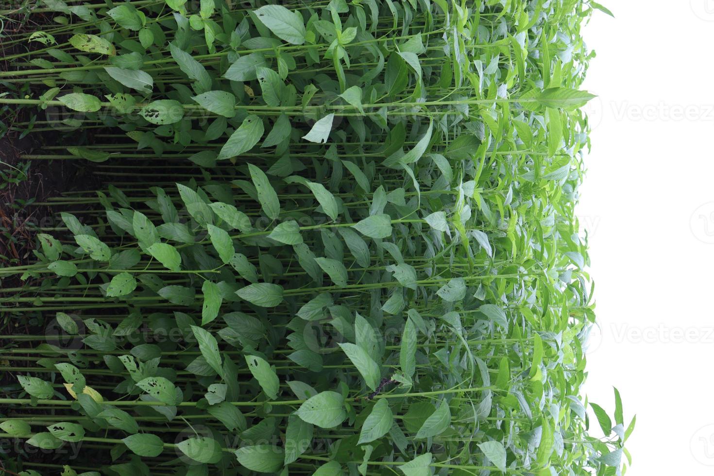 ferme de jute de couleur verte sur terrain photo