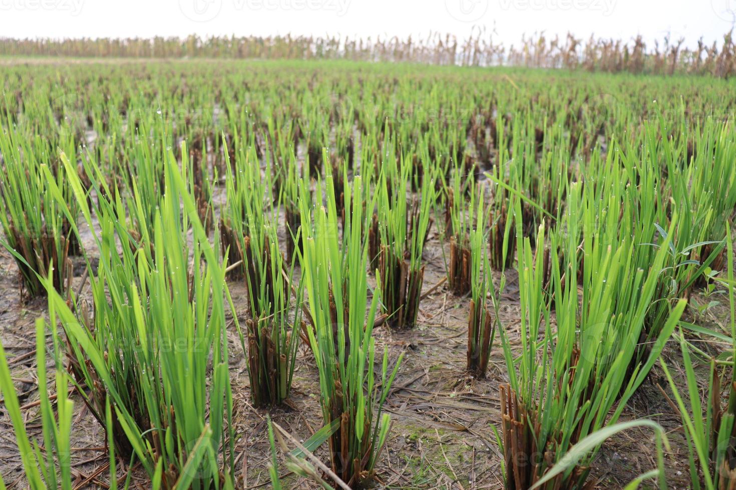 rizière de couleur verte pour la récolte photo
