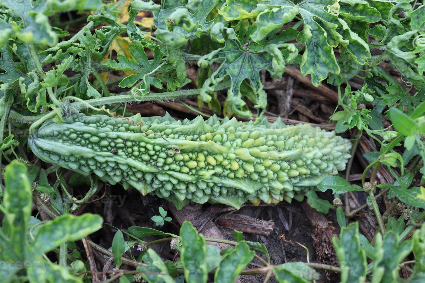 melon amer cru sur arbre dans l'entreprise photo