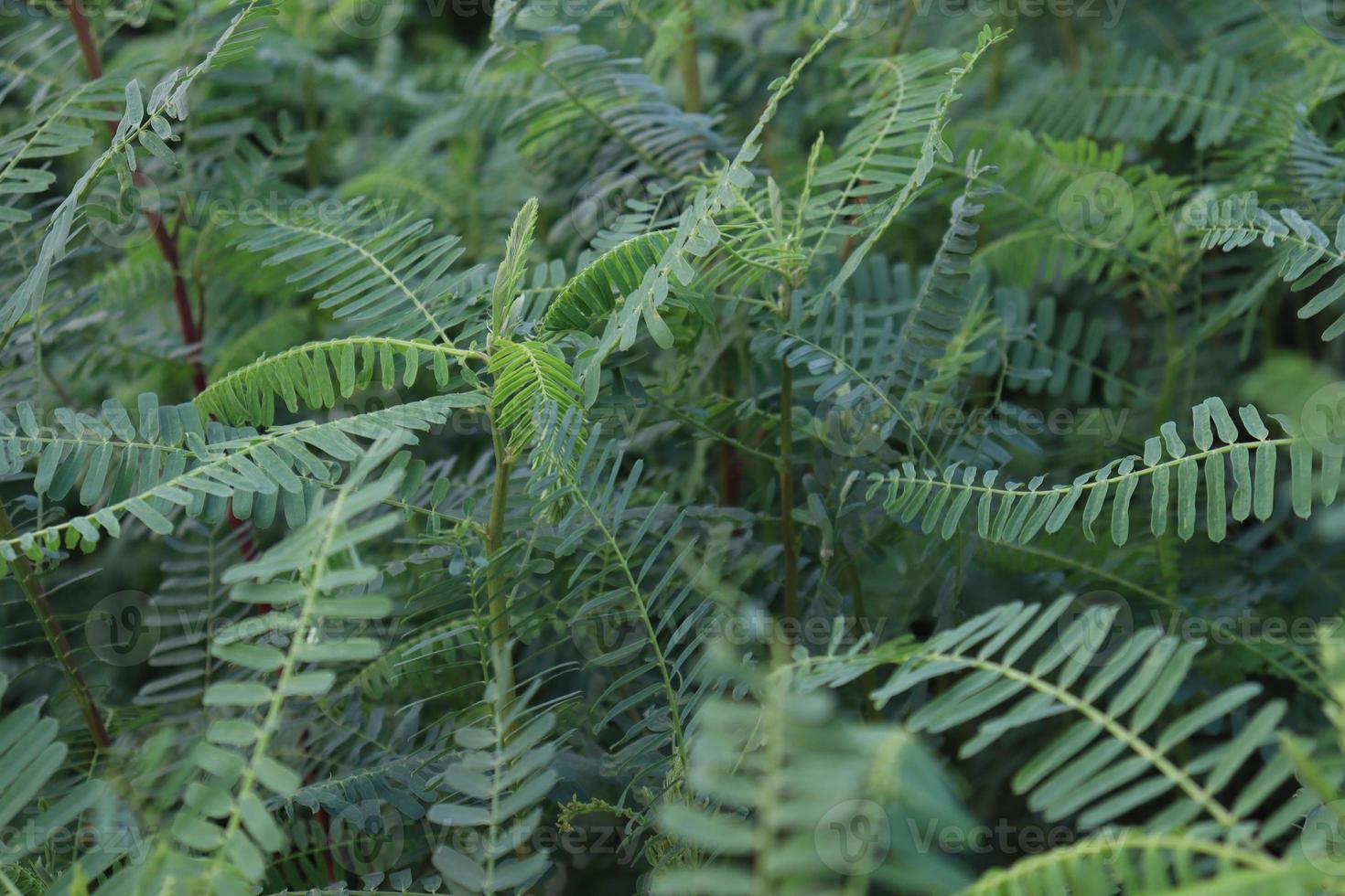 plante d'arbre dhaincha de couleur verte photo