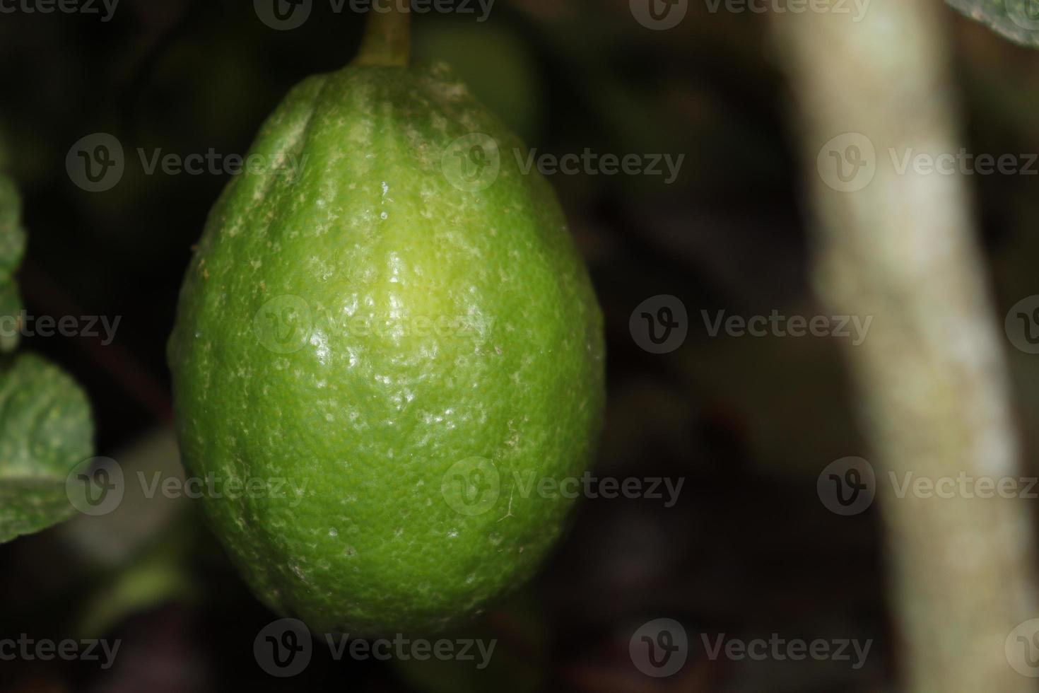 citron sur arbre dans la ferme photo