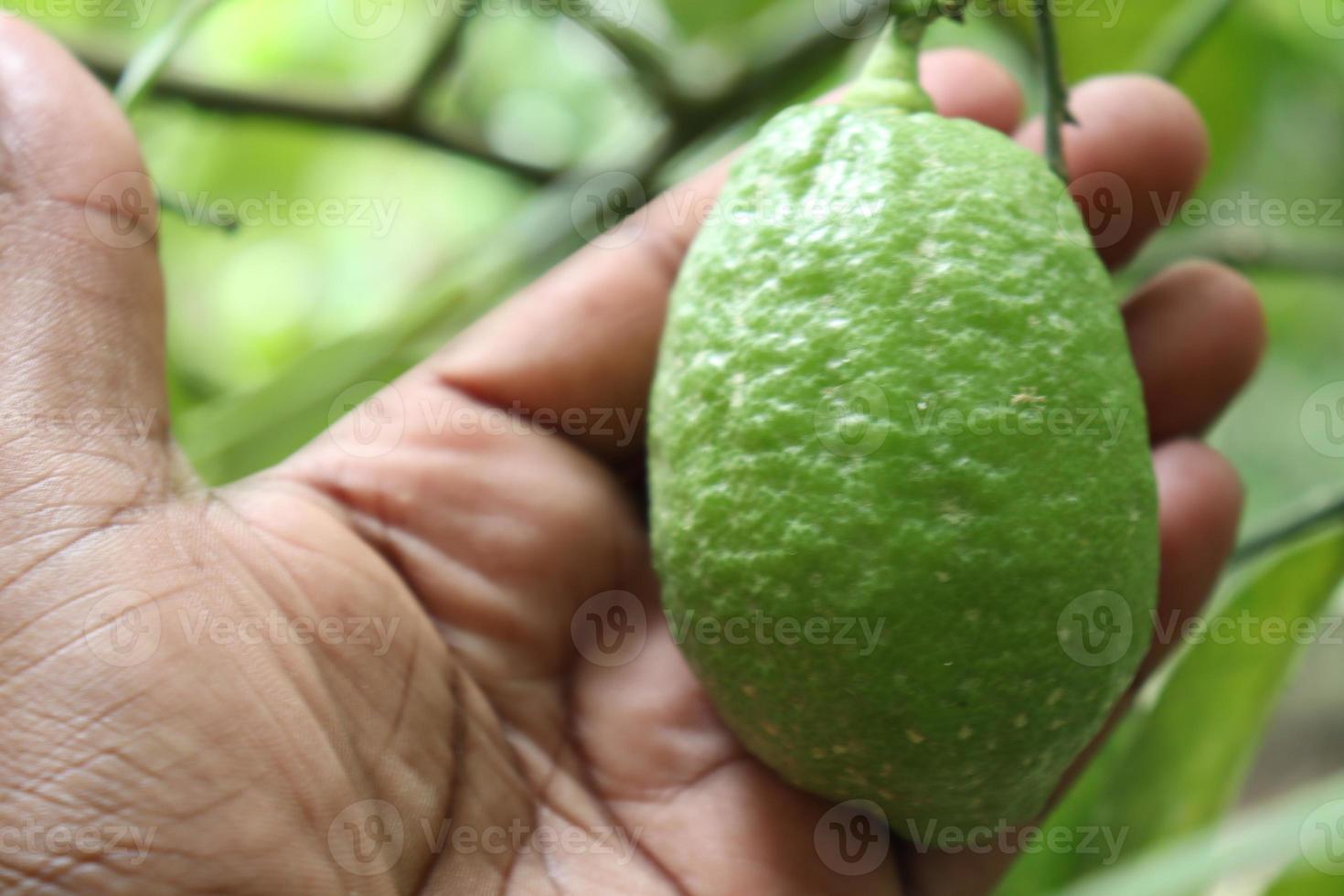 citron sur arbre dans la ferme photo