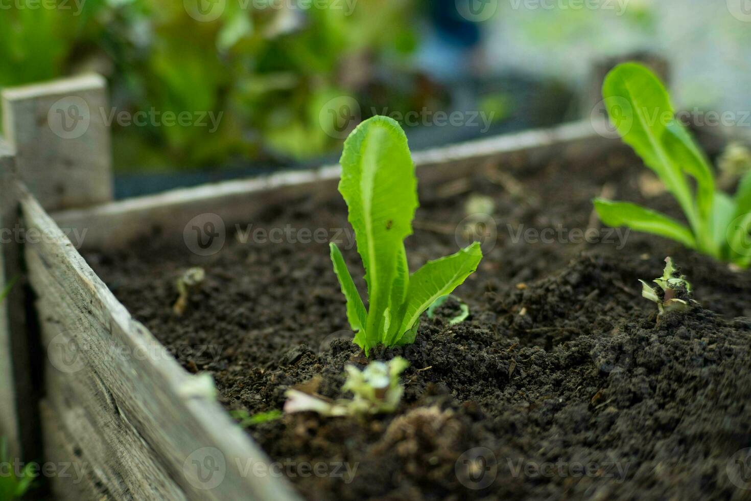 en bois élevé lit avec Frais vert salade des stands dans le jardin. frisé vert feuilles de vert salade croissance dans une jardin. biologique jardin des légumes. photo