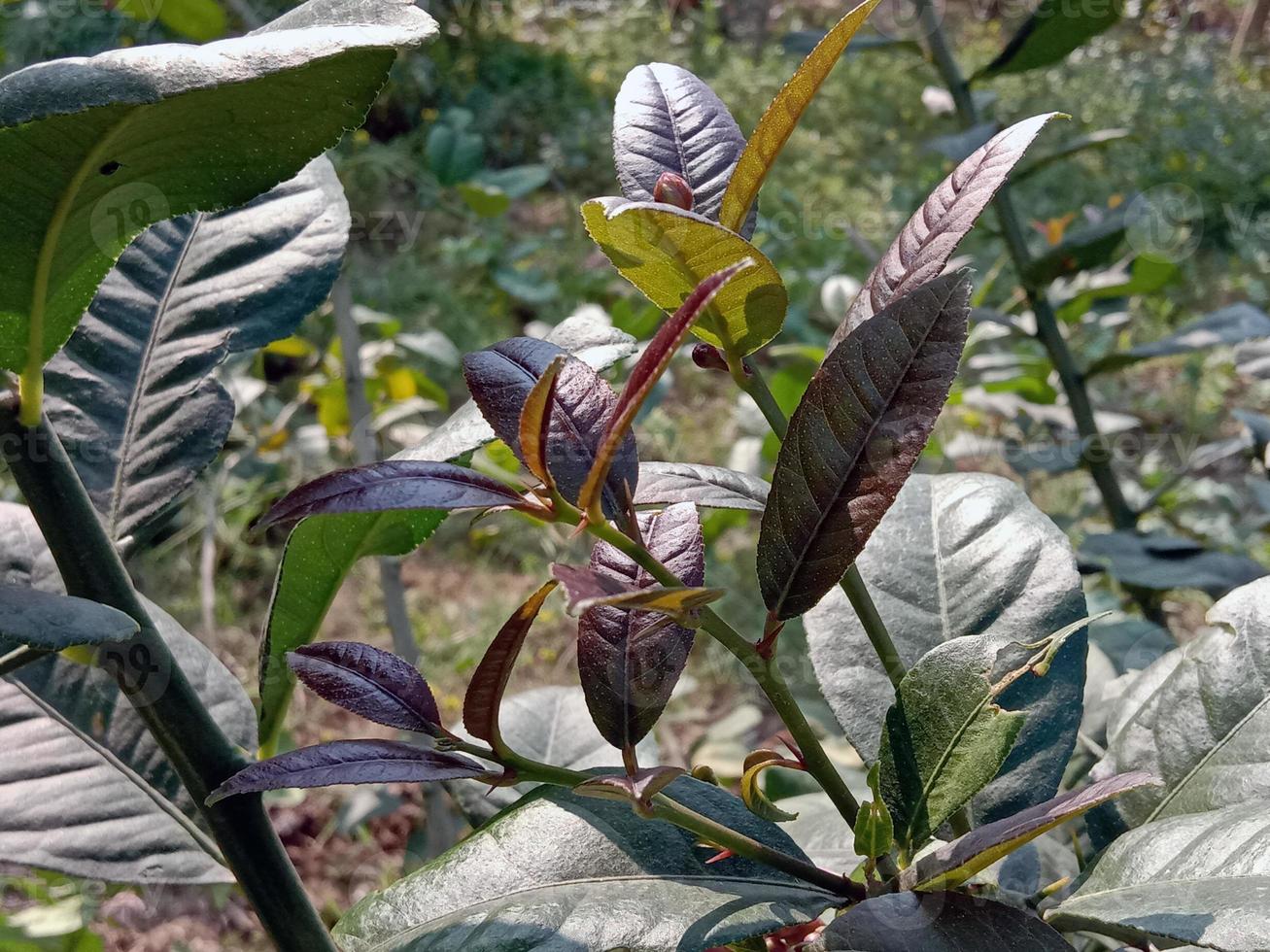 stock de feuilles de couleur verte sur jardin photo