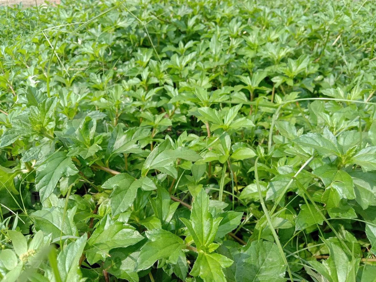 Coloseup d'herbe de couleur verte photo