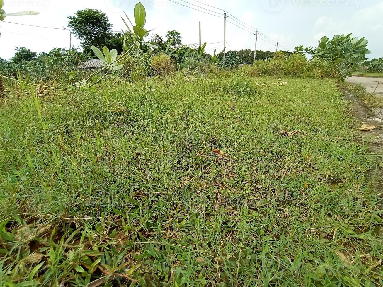 herbe de couleur verte avec ciel photo