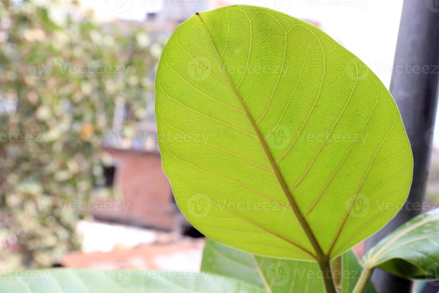 stock de feuilles vertes sur banian photo