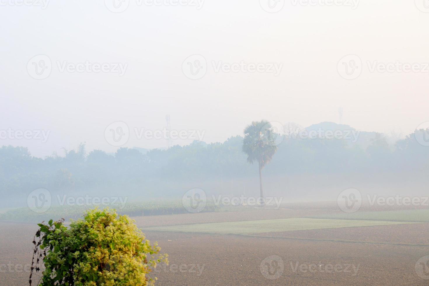 arbre vert et ciel bleu gros plan photo