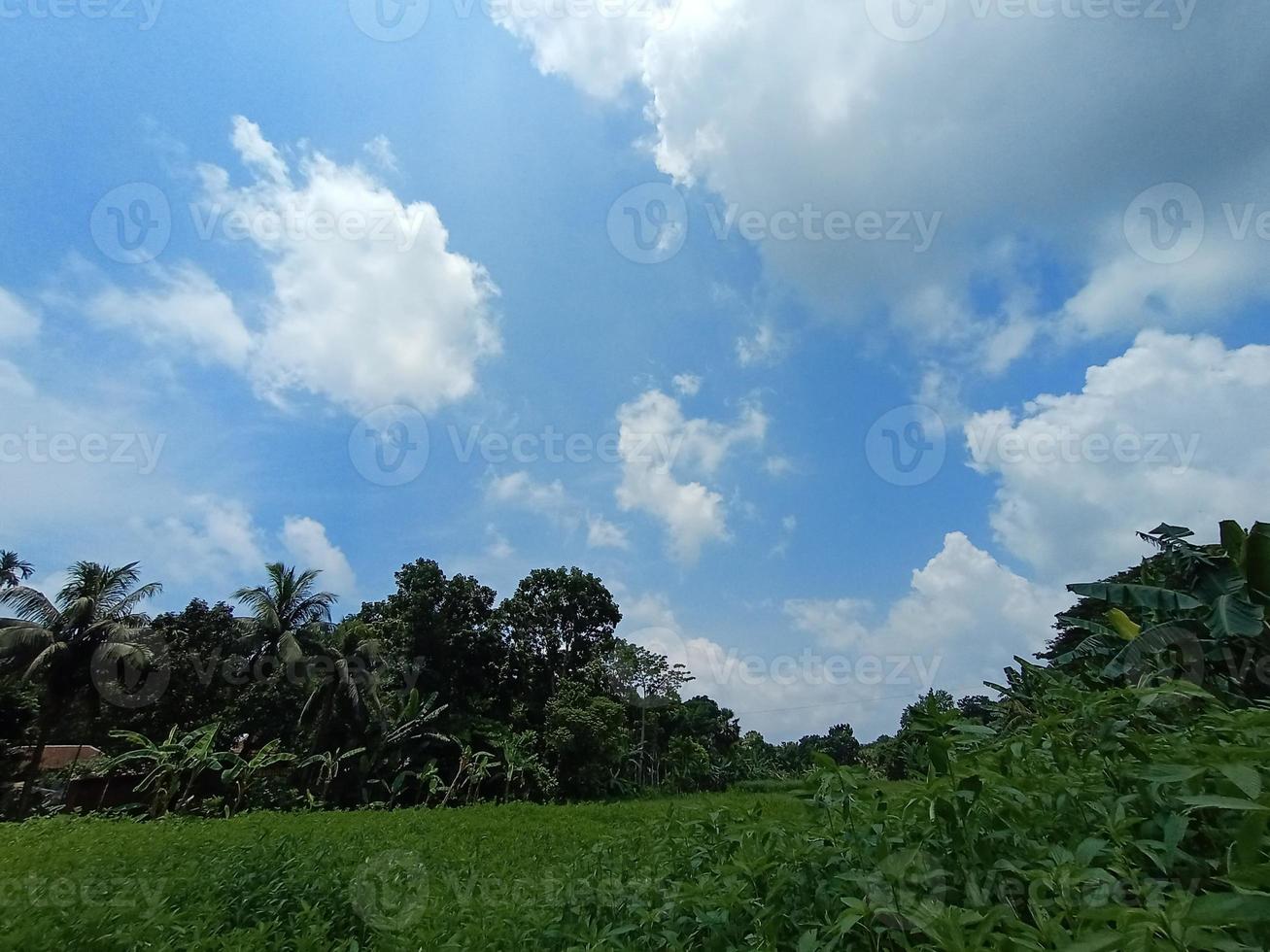 ciel bleu avec une belle nature verte photo