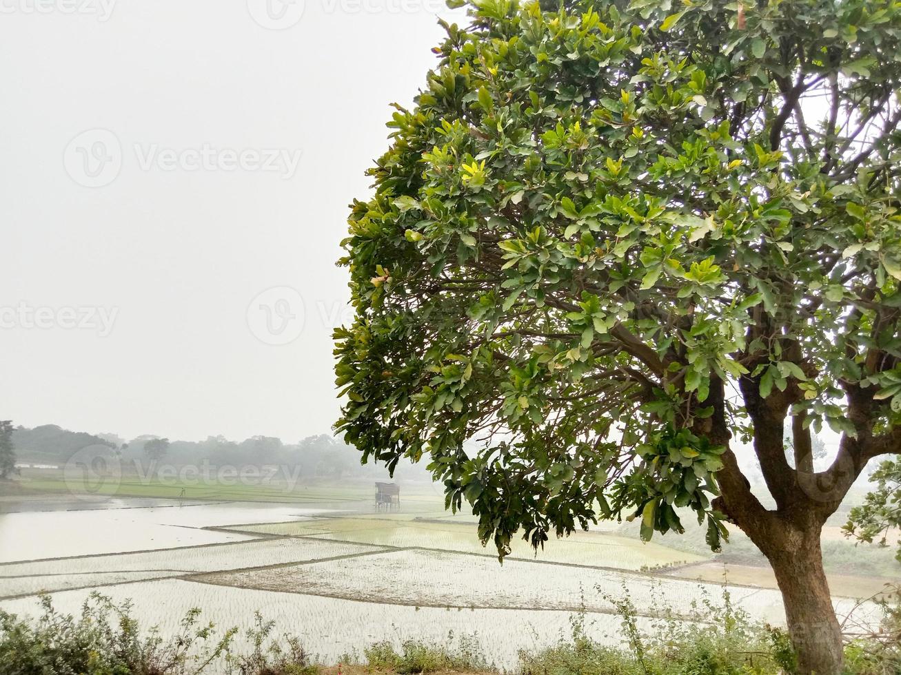 zones humides avec arbre le matin photo