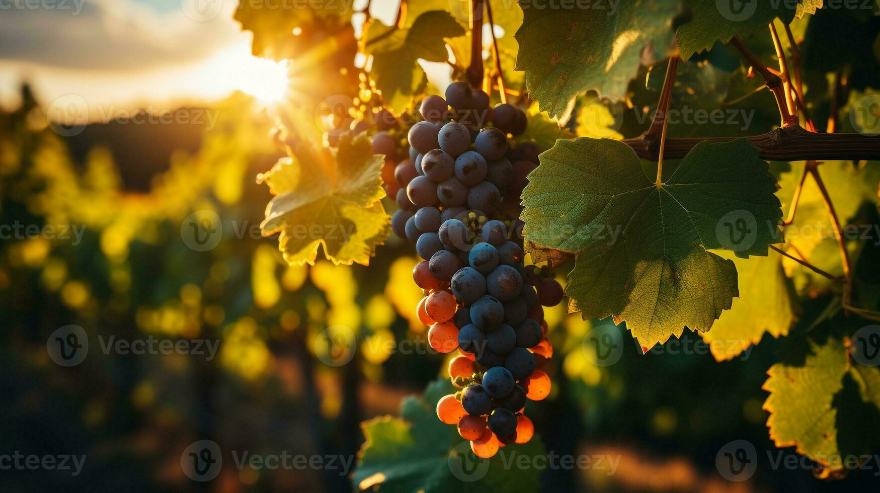 vignoble vues Lignes de vignes en dessous de le Soleil photo