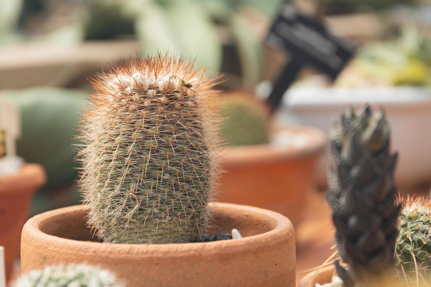 Close up green cactus et fleur en pot au jardin photo