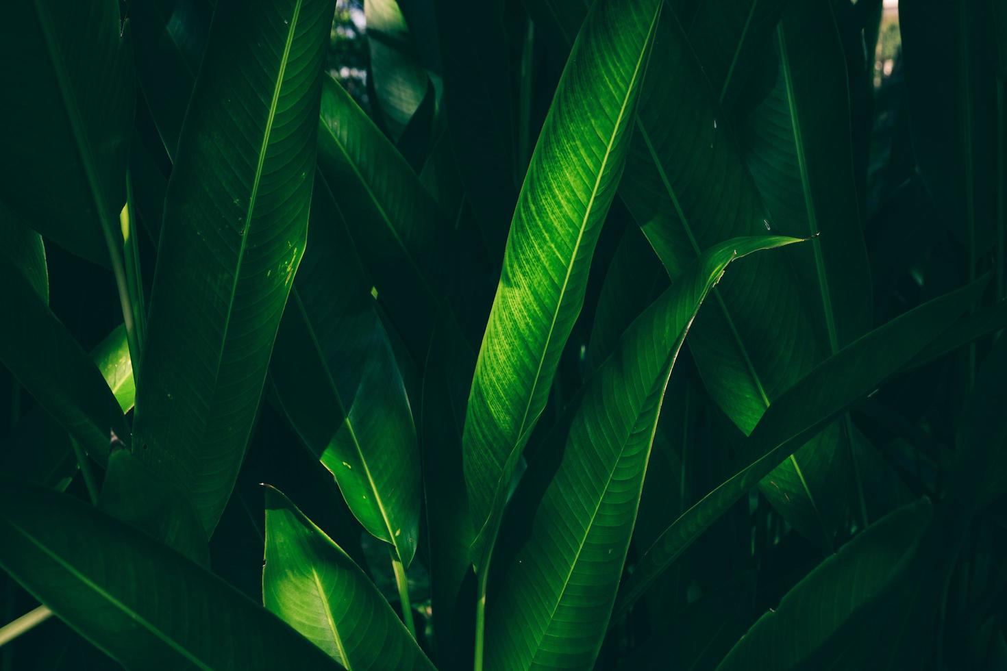 la nature laisse un fond vert dans le jardin au printemps. fond naturel de feuillage tropical sombre. photo