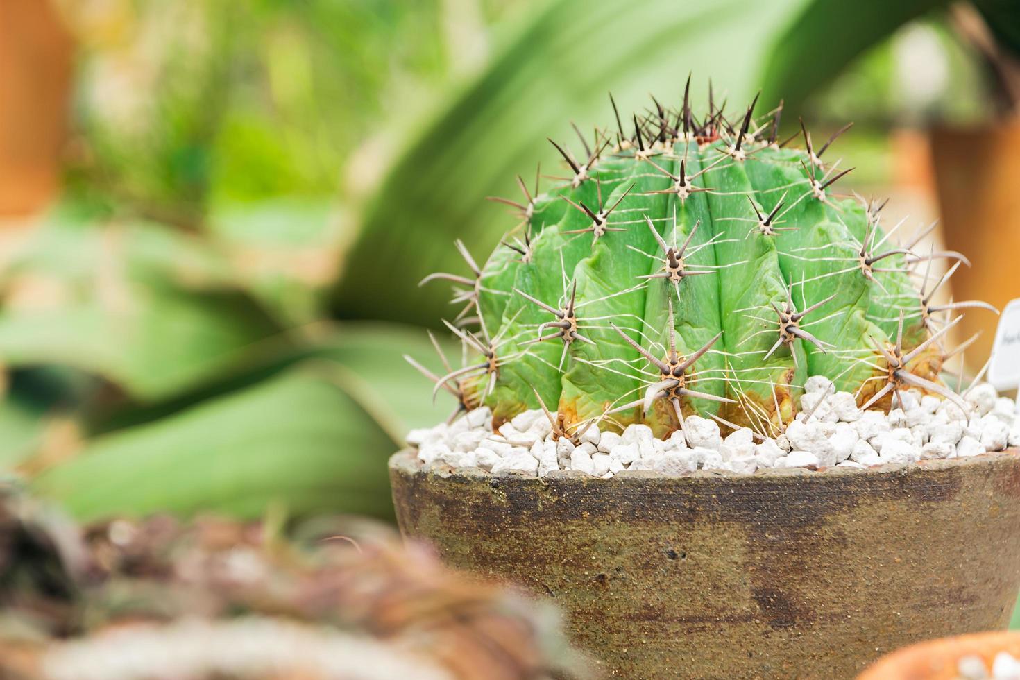 Close up green cactus et fleur en pot au jardin photo