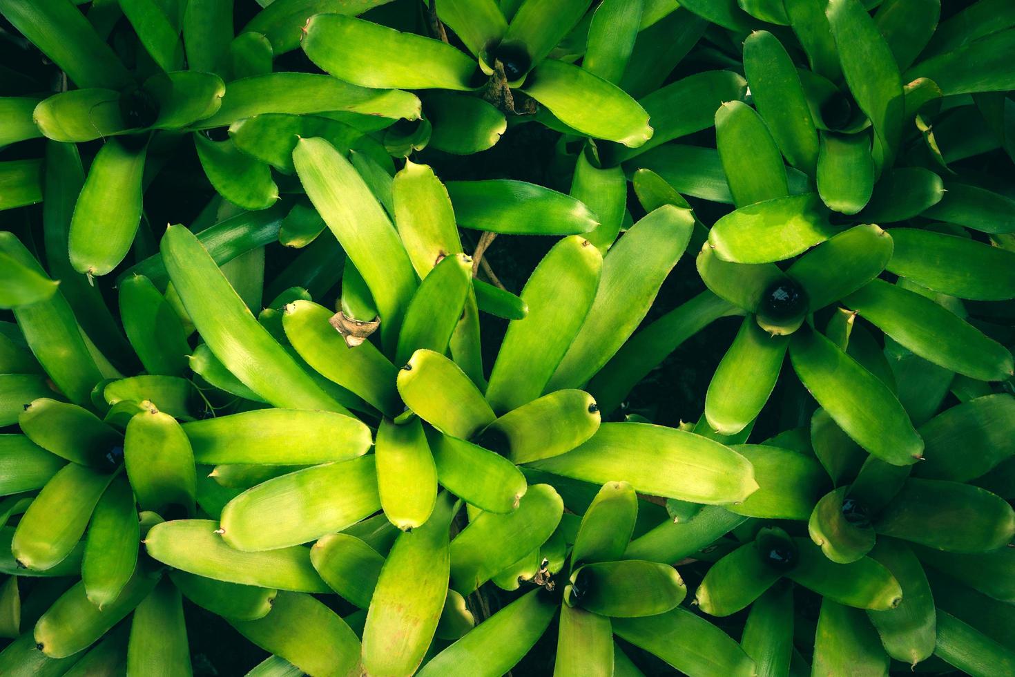 la nature laisse le vert de fond de broméliacées dans le jardin au printemps. abstrait naturel de feuillage tropical. photo