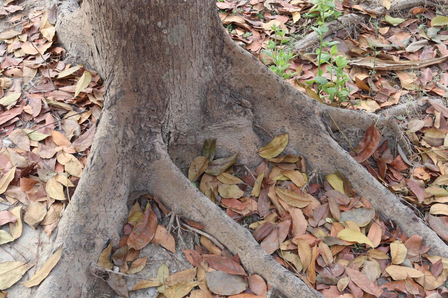 Gros plan des racines des arbres avec des feuilles mûres photo