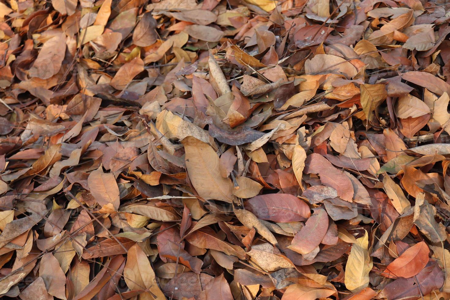 Feuille mûre d'arbre sur la forêt photo