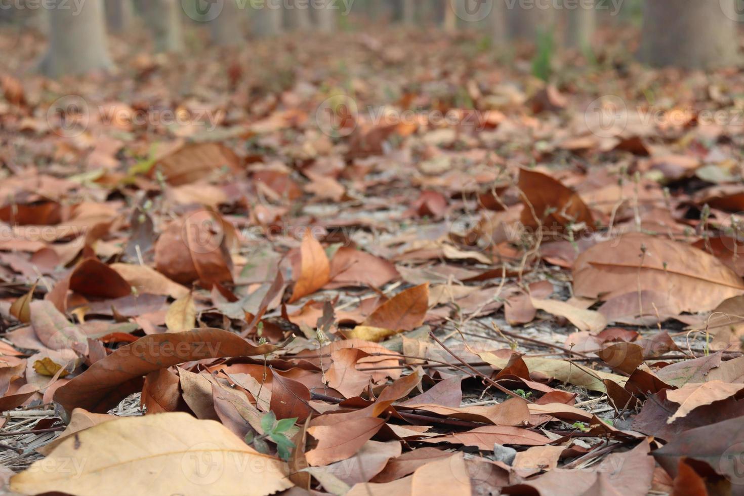 Feuille mûre d'arbre sur la forêt photo