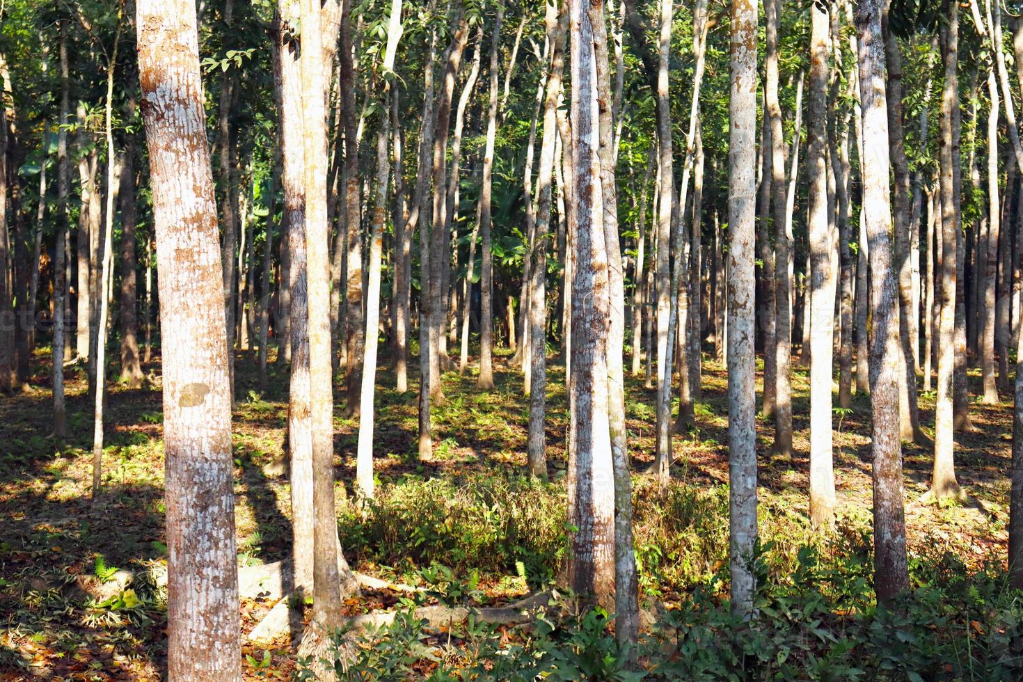 gros plan sur la forêt photo