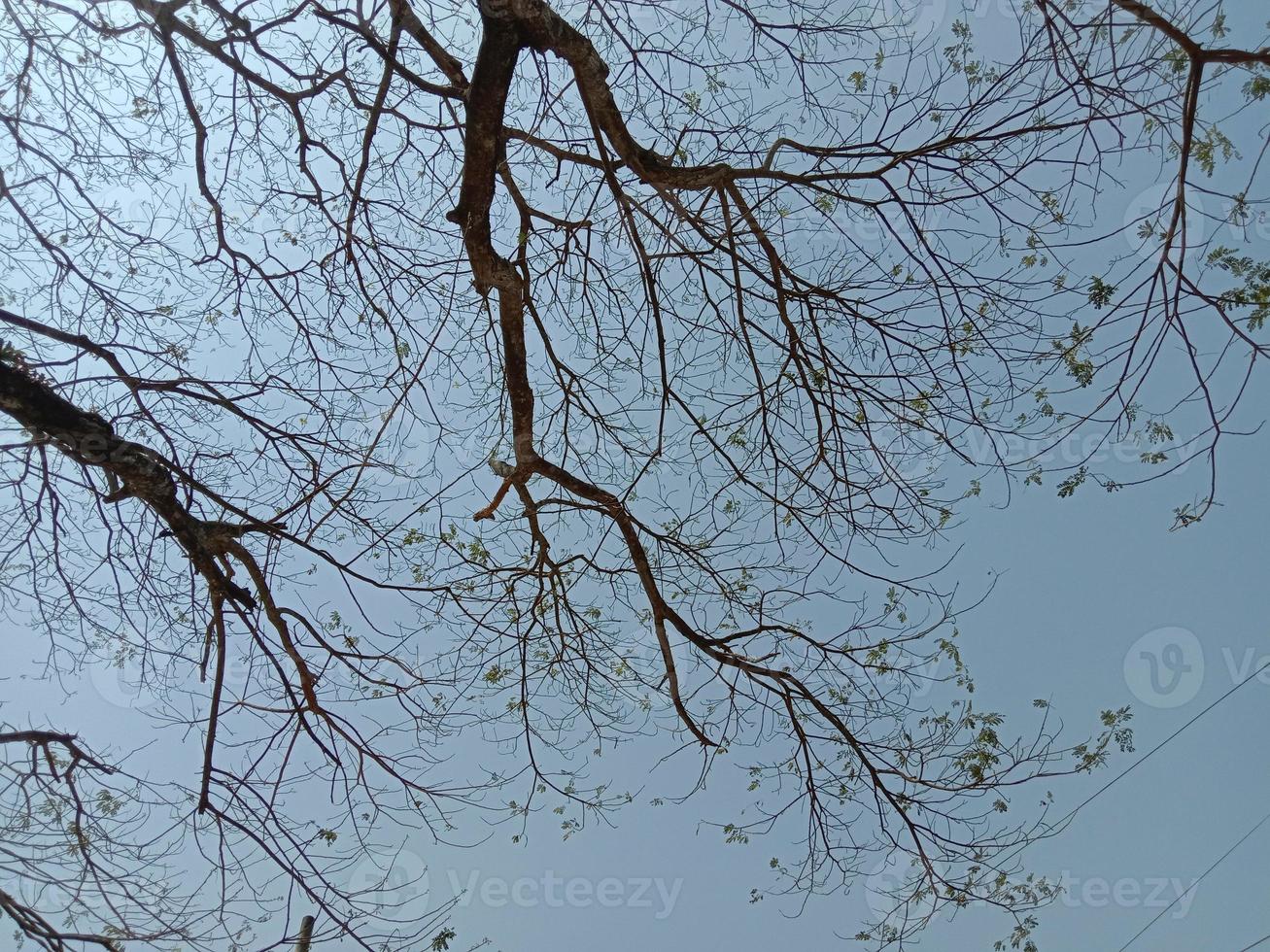 gros plan de la plante d'arbre avec le ciel photo