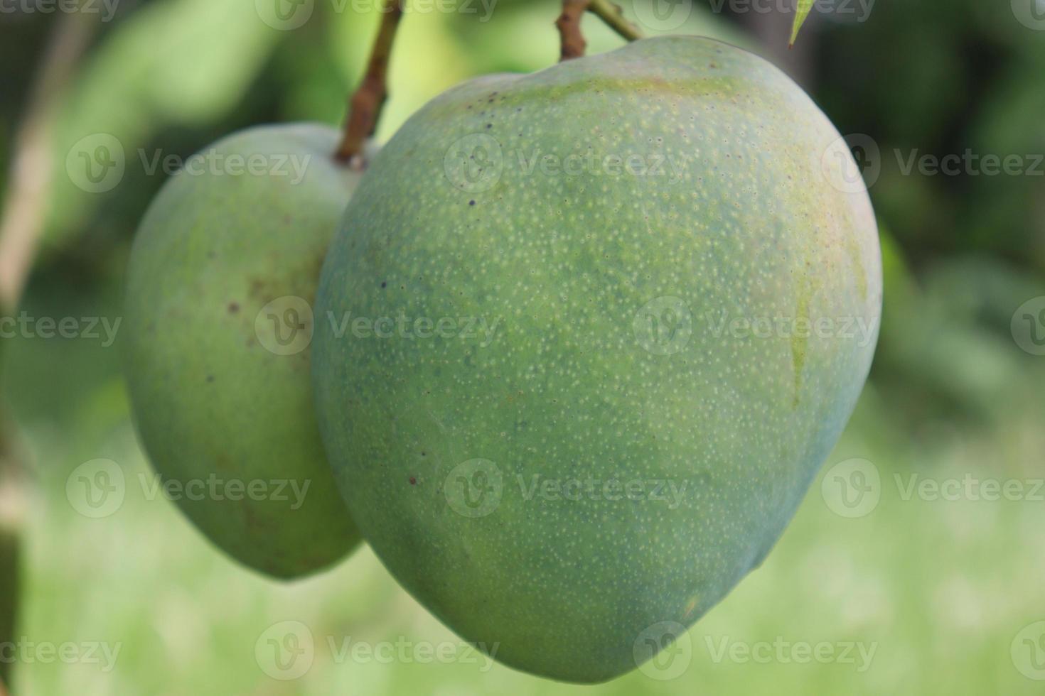 mangue crue verte sur arbre dans l'entreprise photo