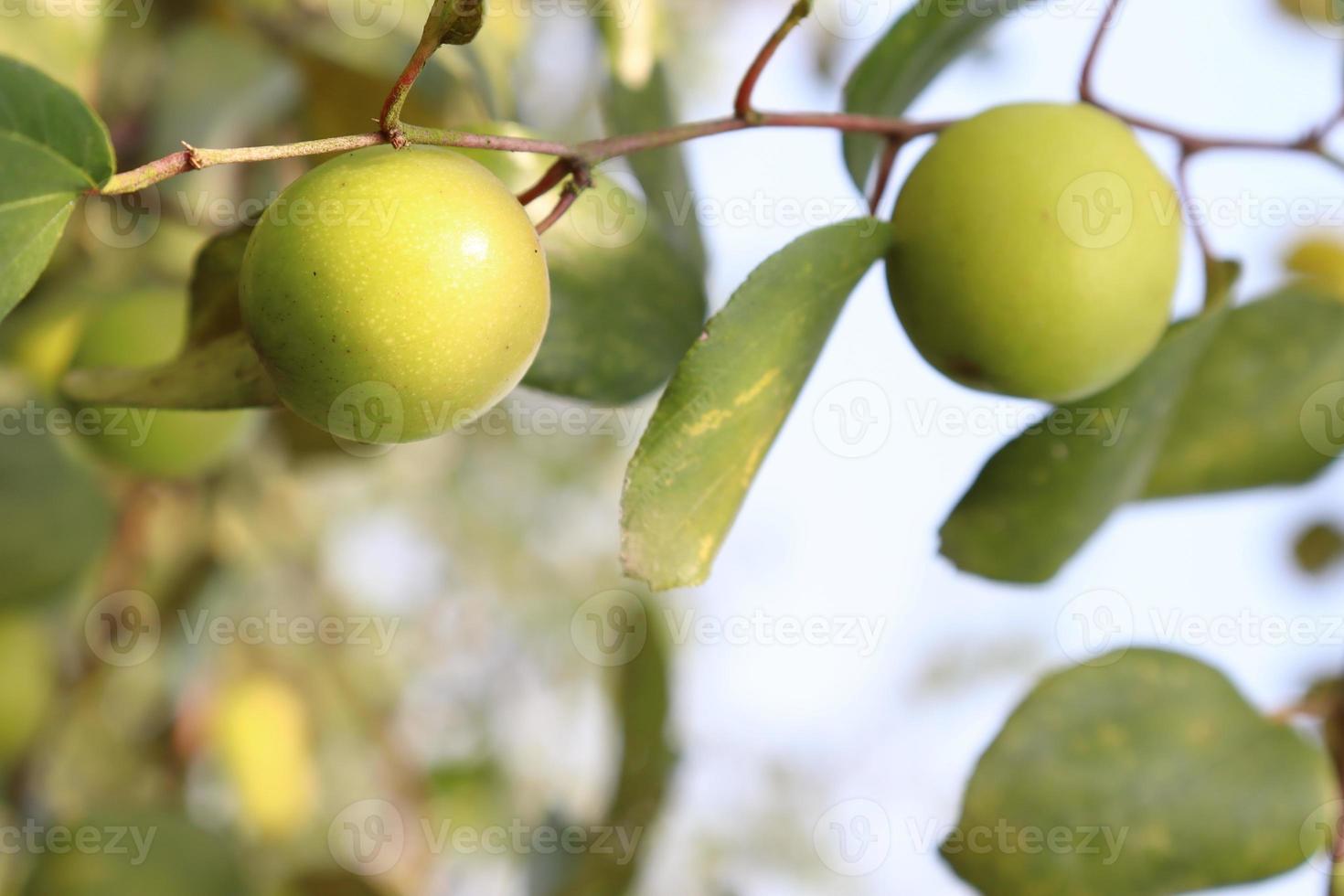 Gros plan de jujube avec arbre sur l'entreprise photo