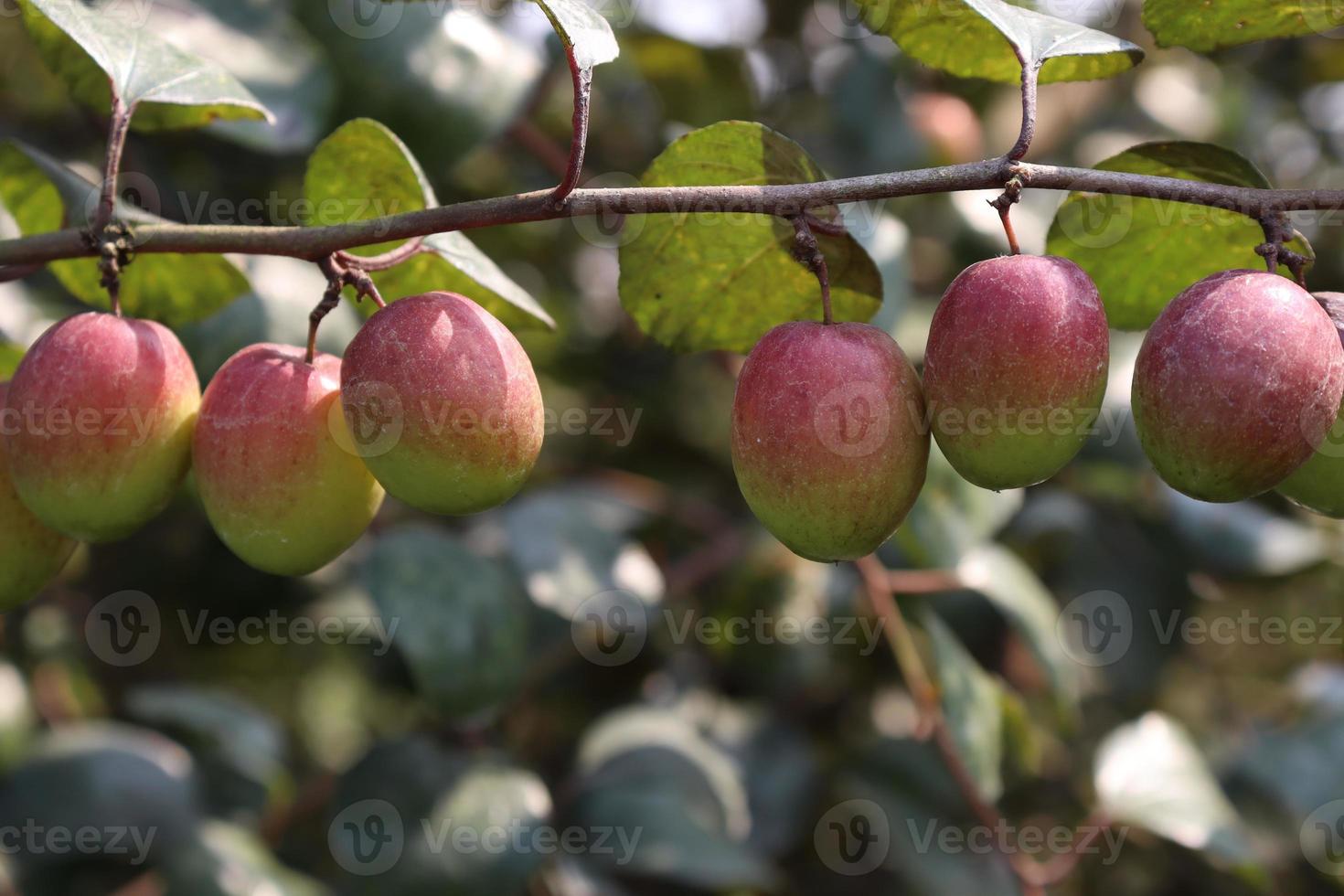 Gros plan de jujube avec arbre sur l'entreprise photo