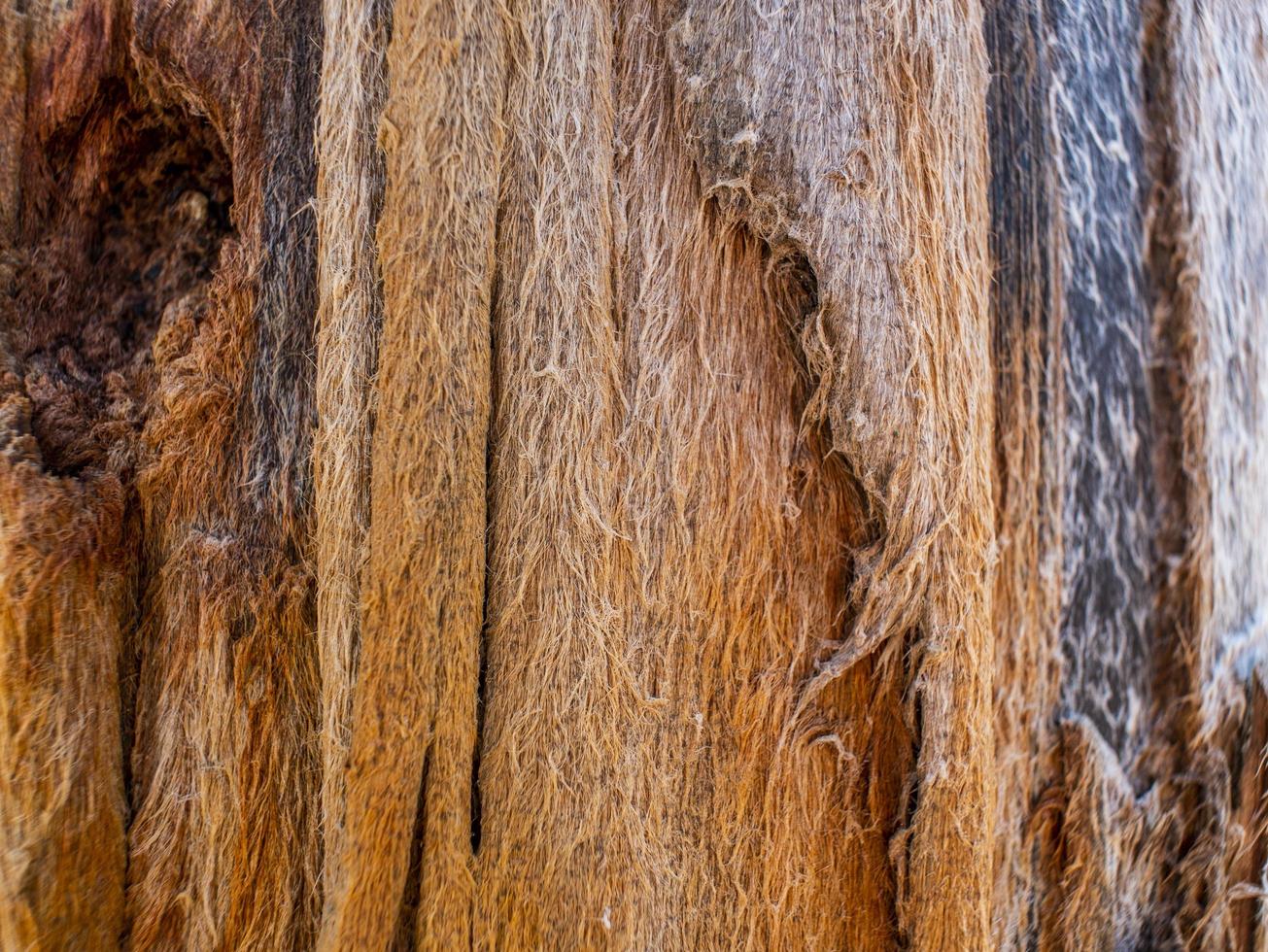 texture abstraite du vieux bois formée par le temps et la nature. fond de texture en bois photo