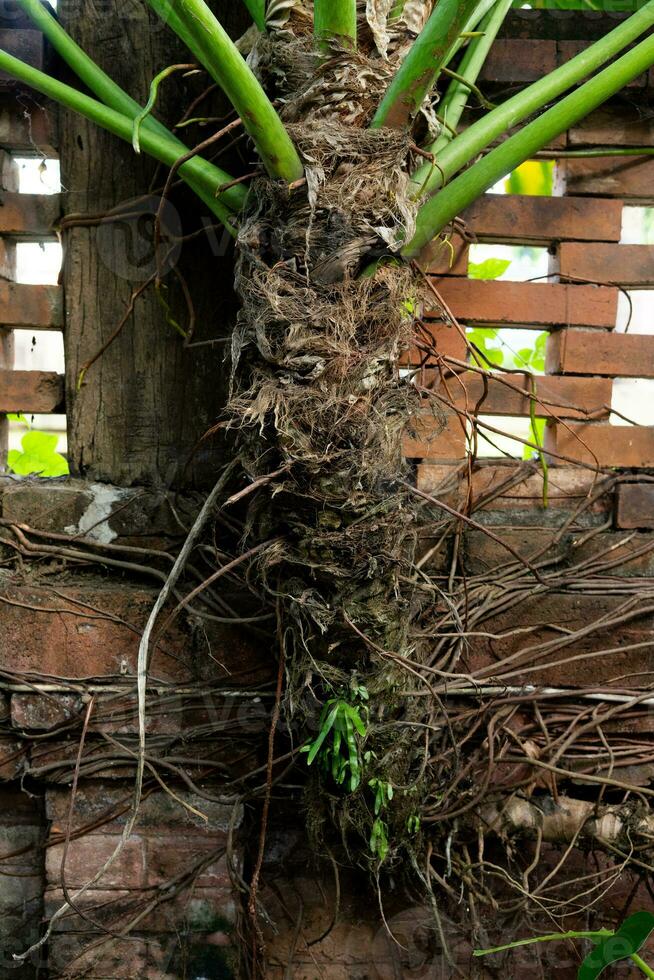 les racines de une arbre léche-botte sur le brique mur photo