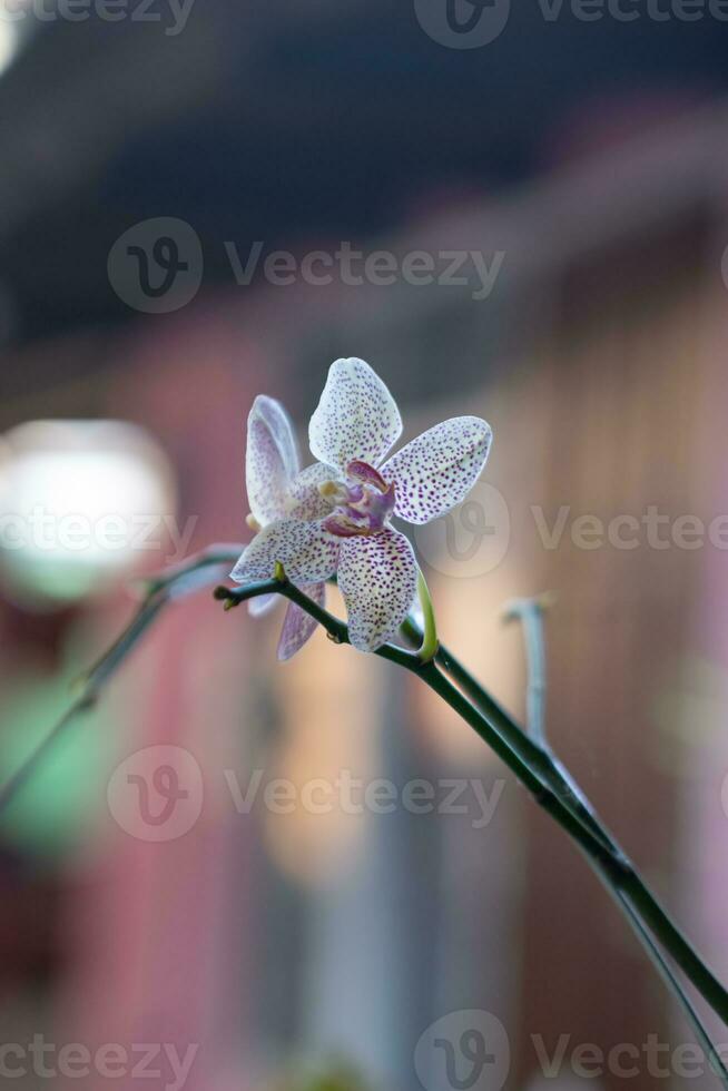 phalaenopsis orchidée fleurs Floraison pleinement avant chute de photo