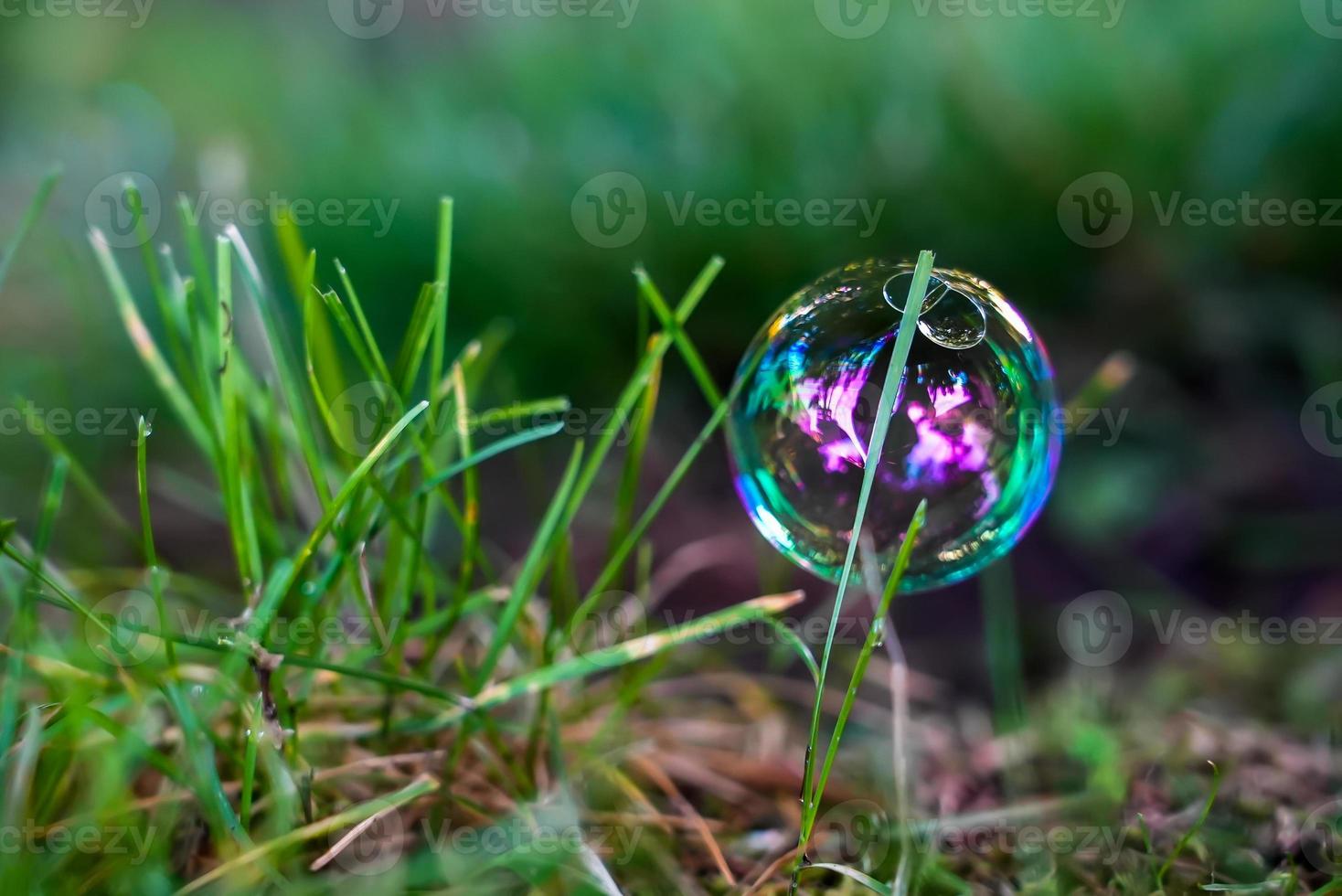bulle sur l'herbe verte au matin photo
