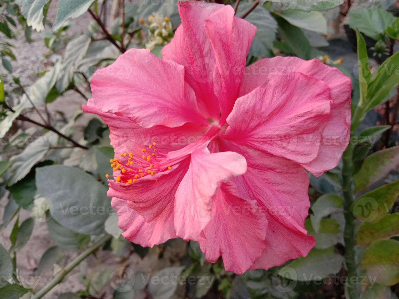 Fleur d'hibiscus chinois de couleur rose sur l'arbre photo