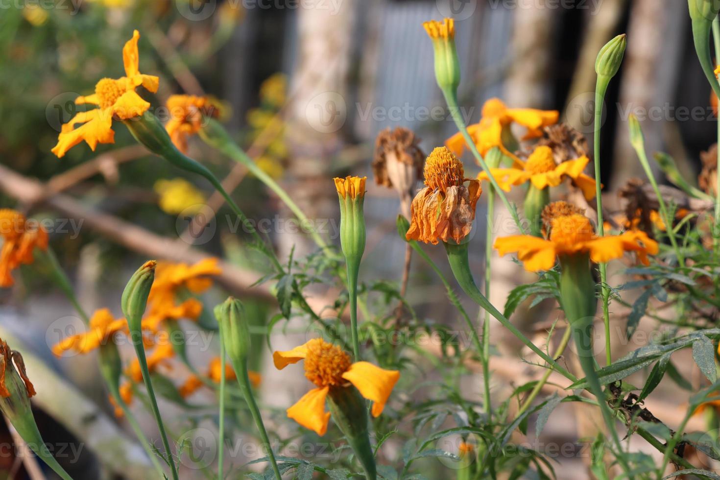 Gros plan de belle fleur de couleur jaune photo