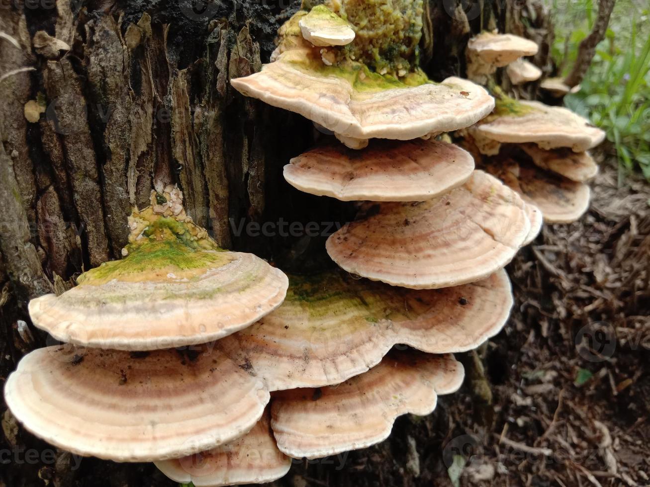 belle vue naturelle des stocks de fomitopsidacées photo