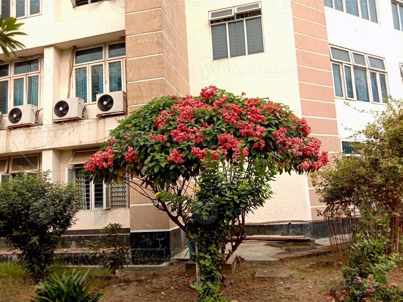 fleur de couleur rose sur arbre photo