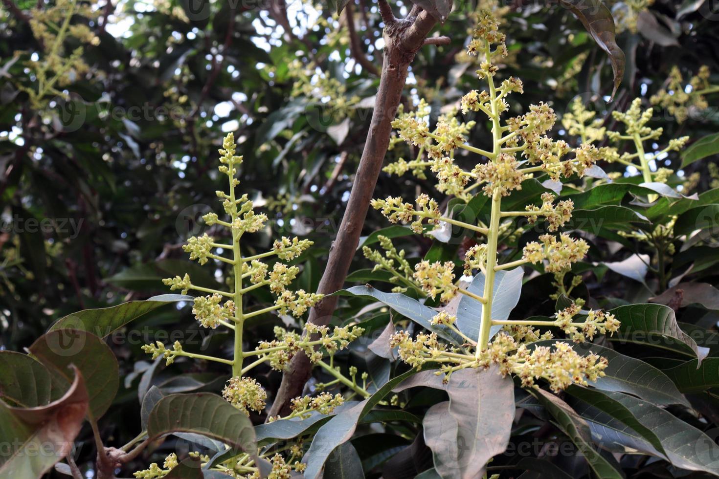 Gros plan de fleur de mangue avec des feuilles sur l'entreprise photo