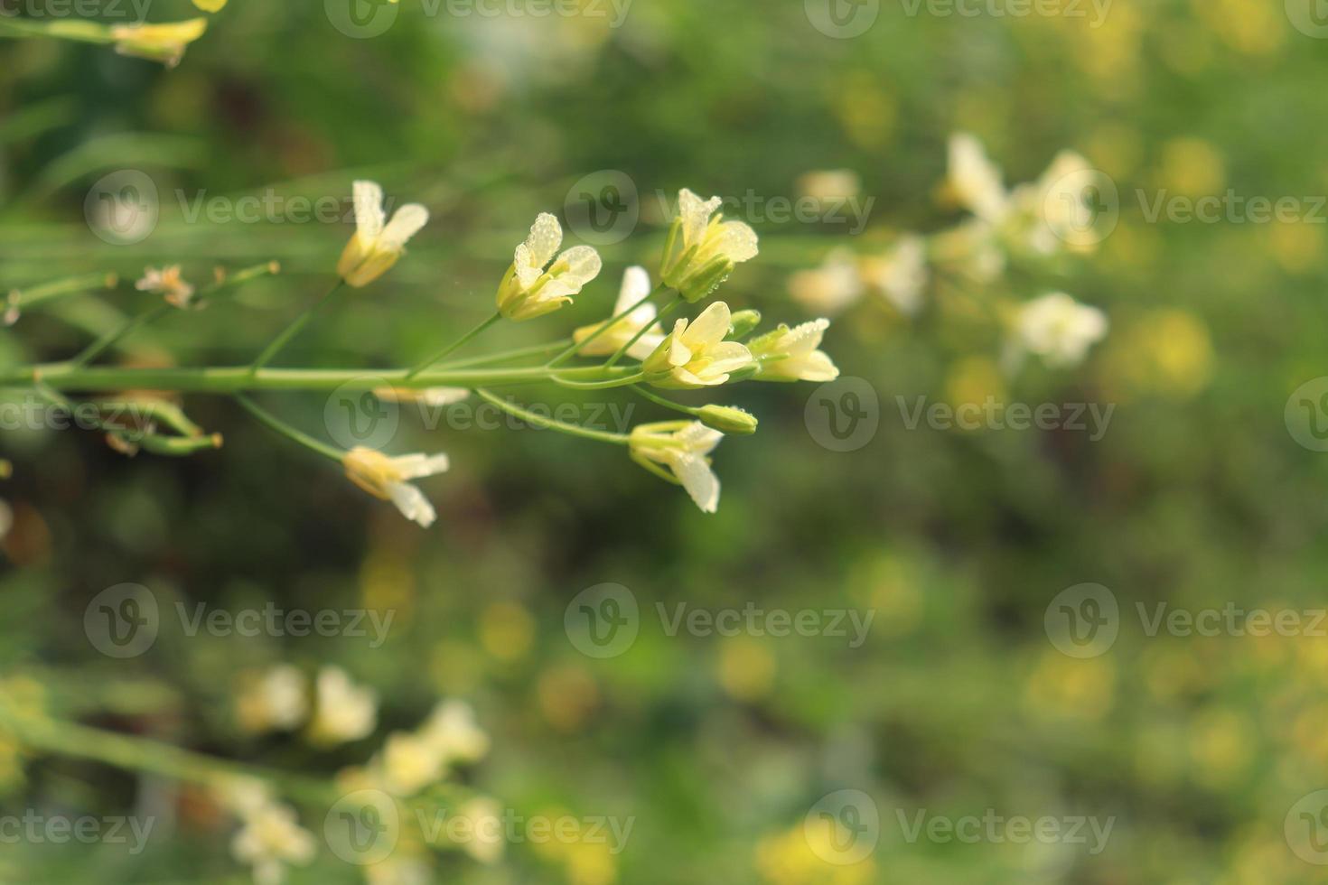 fleur de moutarde de couleur jaune ferme photo