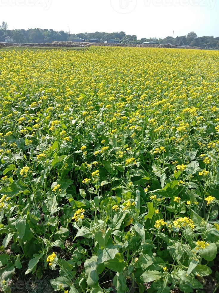 fleur de moutarde de couleur jaune ferme photo