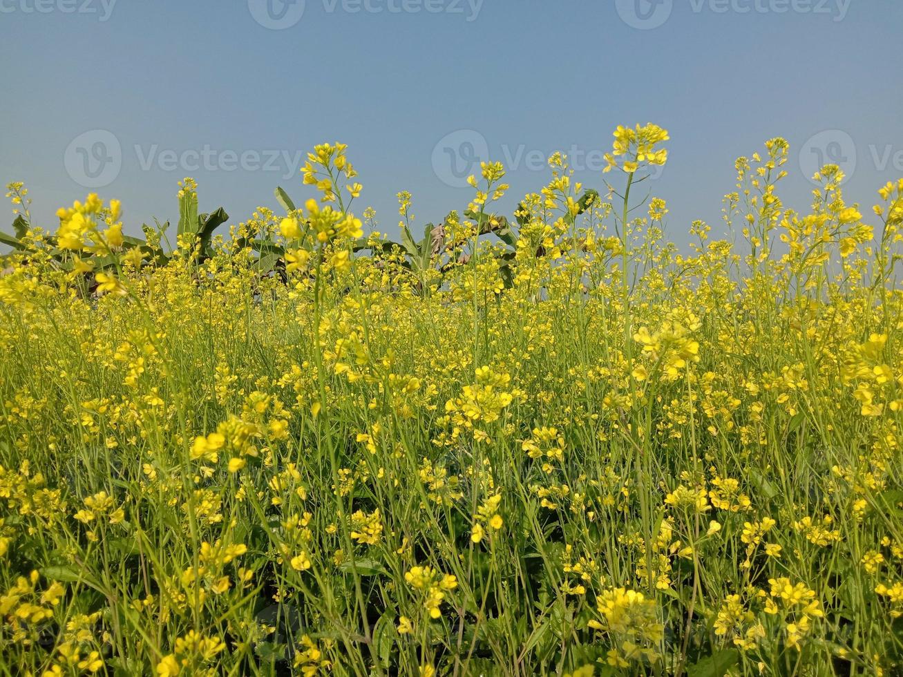 fleur de moutarde de couleur jaune ferme photo