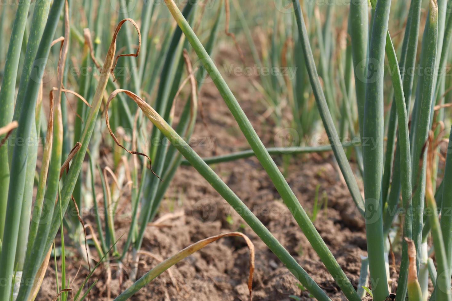 récolte d'oignons de couleur verte sur ferme photo