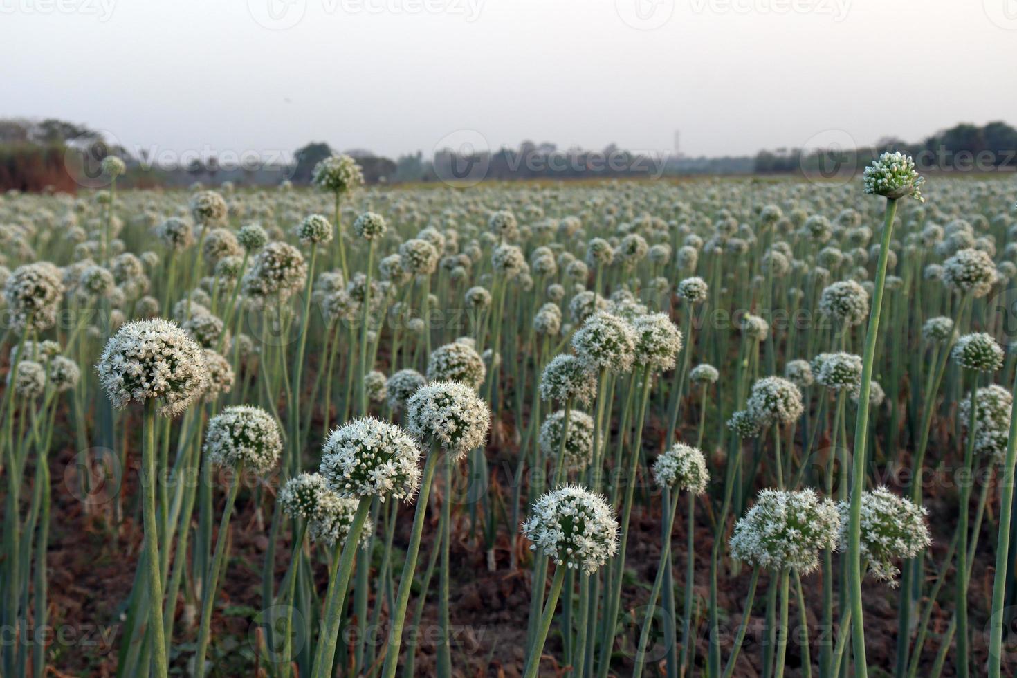 fleur d'oignon de couleur blanche sur ferme photo